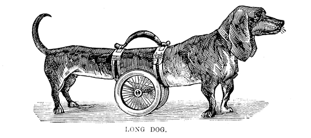 Long Dog otherwise known as doooooooooooog