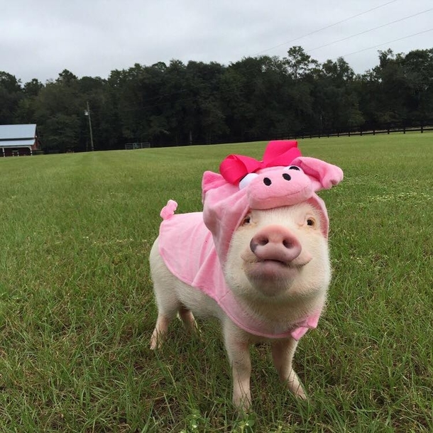 Look Mom Im a pig