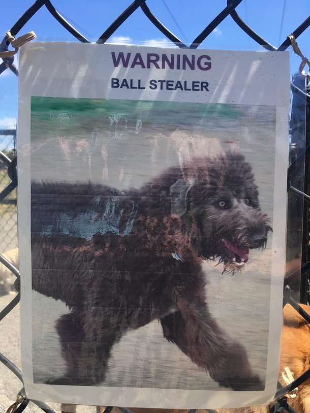 Look out for this dog