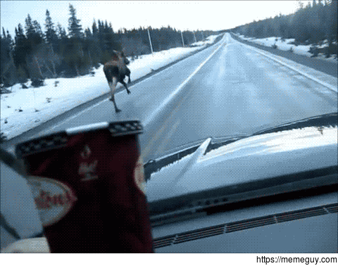 Looking for moose gifs and end up finding the most Canadian gif ever
