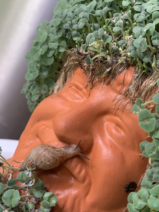 Looks like chia Bob ross has a booger  
