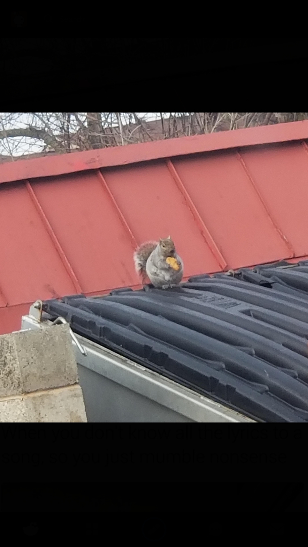 Looks like he is having the time of his life just being fat siting neatly on the dumpster about to feast on the chicken nugget Perfection