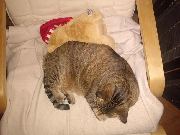 Looks like my cat made a new friend