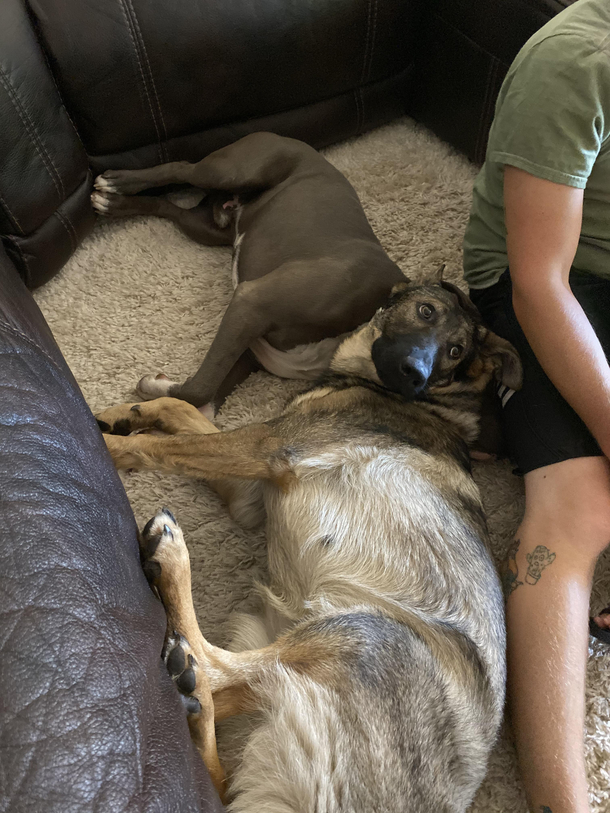 Looks like my pitbull has a german sheppard head