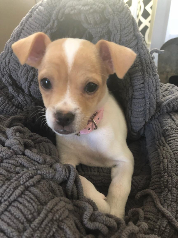 Looks like my puppy could have a tinder account