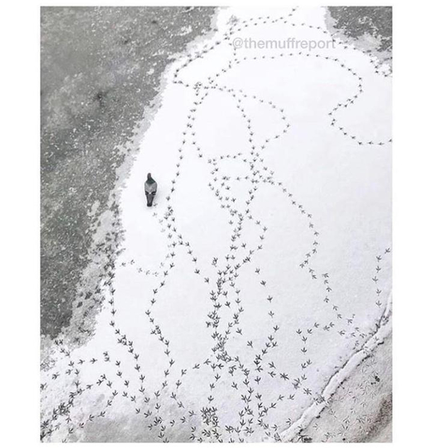 looks like pigeon had a intense phone call
