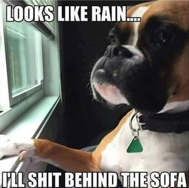Looks like rain so Ill do my business somewhere else