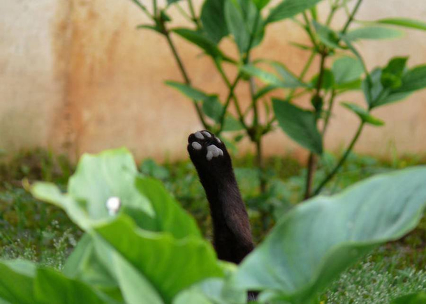 Looks like the bean garden is coming along nicely this year