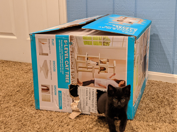 Loooooooves his new cat tree