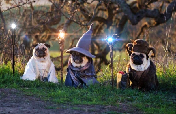 Lord of The Pugs