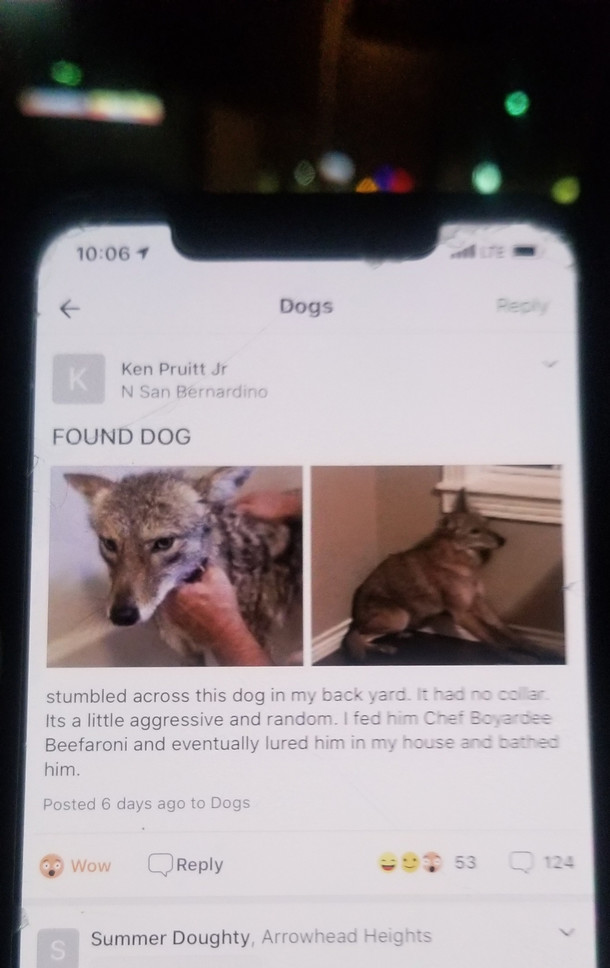 Lost pooch