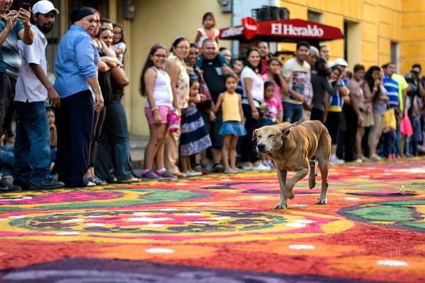 Lots of man-hours to make this piece of art but doggo has zero barks to give