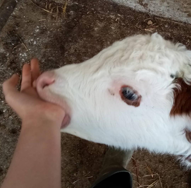 Lucky chomping on my hand