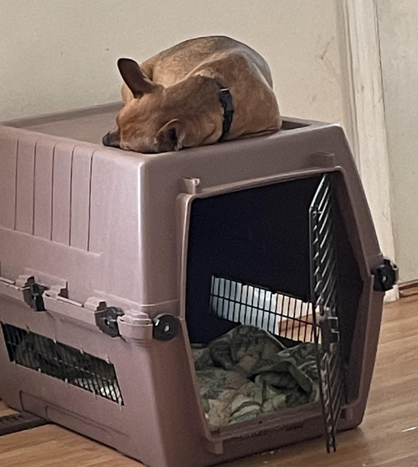 Luke prefers to sleep on top of the crate lol