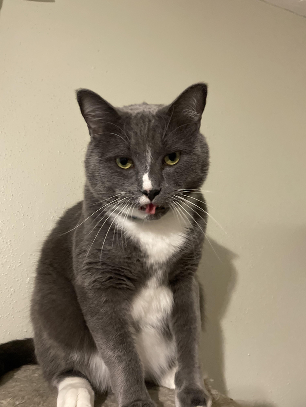 Lukes taco tongue