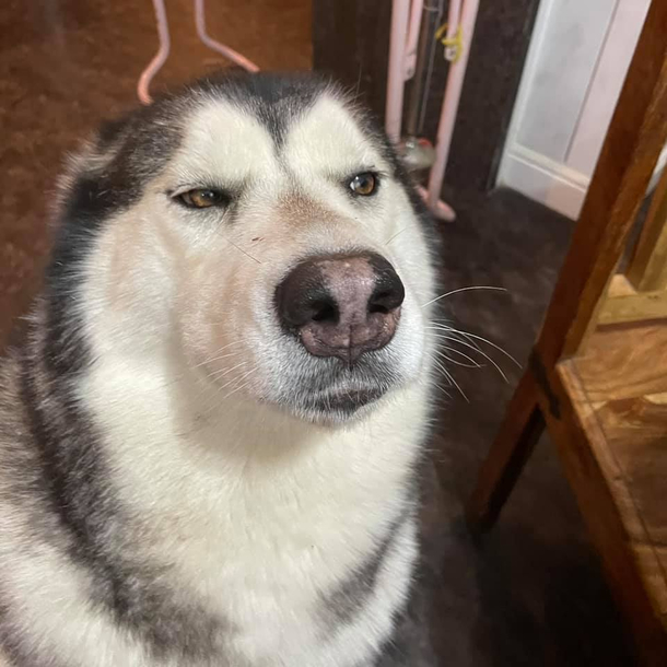 Luna is peeved at me for using all the Ham