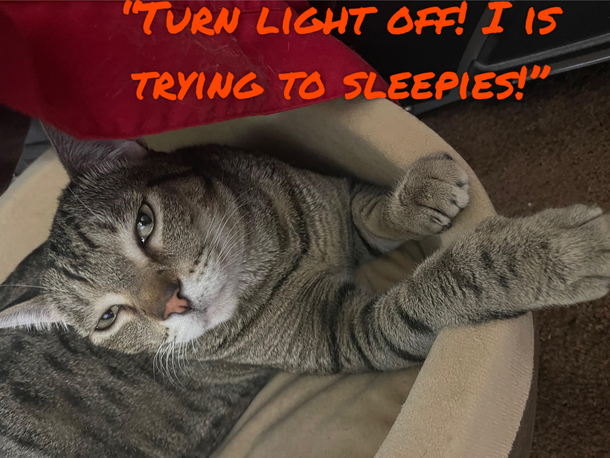 Lux cat needs a nap