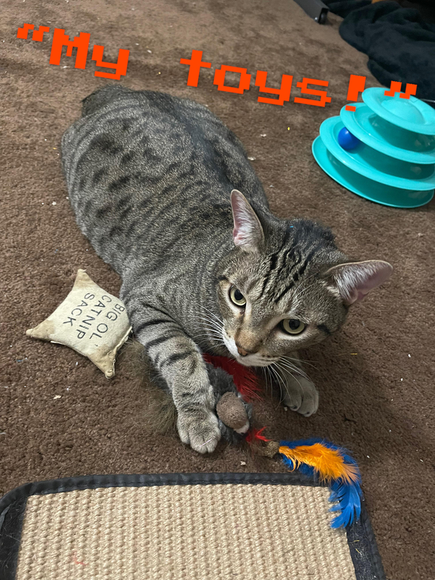 Lux protecting his toys