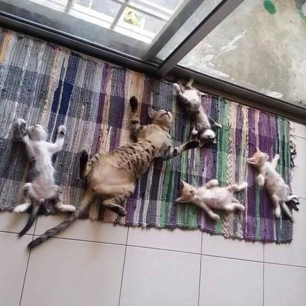 M announces success of a new type of fly paper for cats