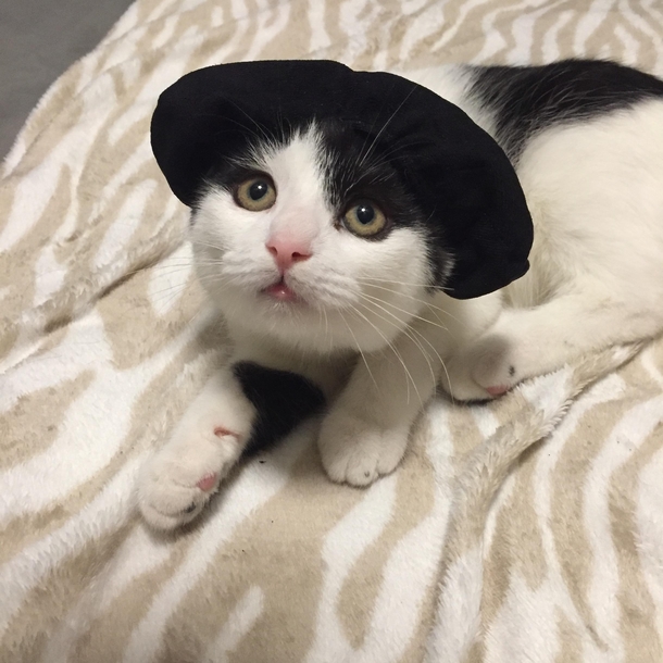 Made a little matador hat for our kitten Millie So catador