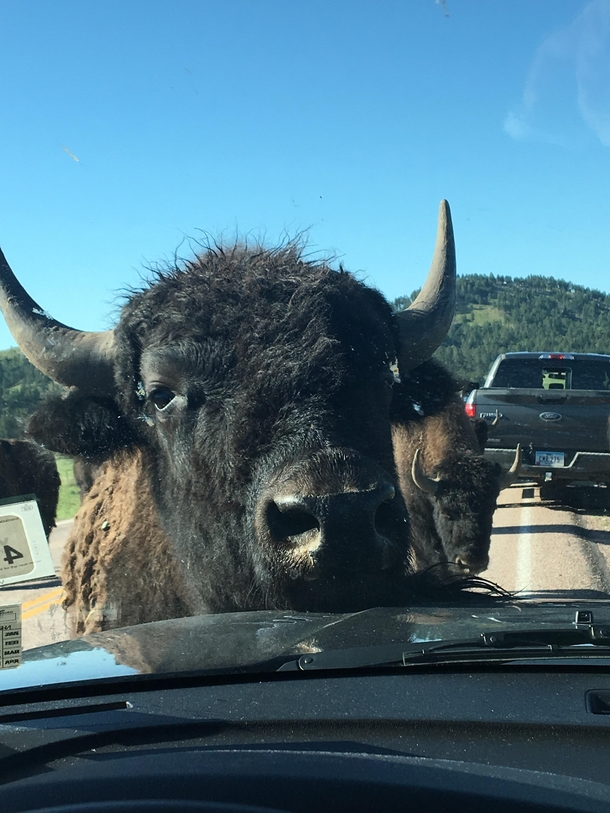 Made a new friend while driving in the Black Hills of South Dakota