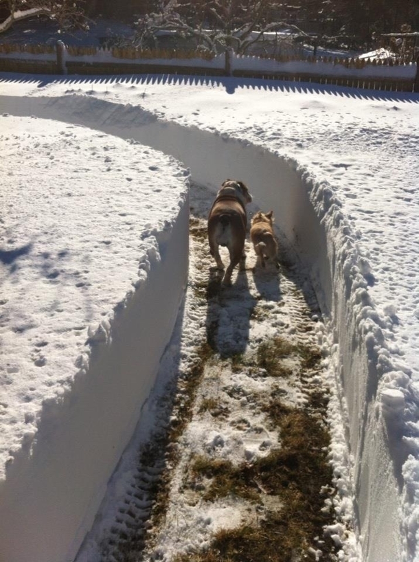 Made a path around the house theyve been running for an hour trying to figure out the maze