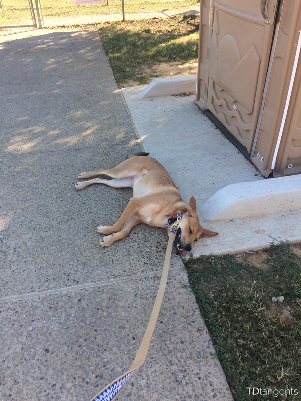 Made it  feet out of the dog park