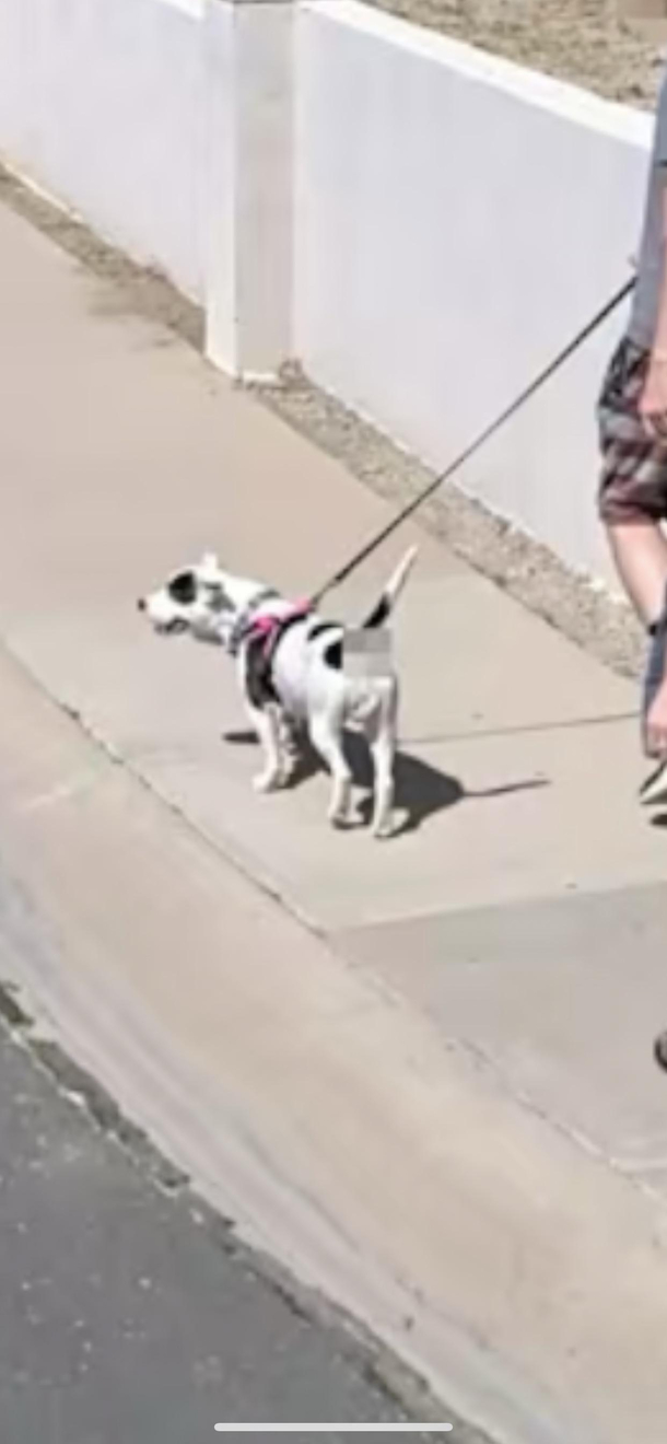 Made it onto Apple Maps new street view feature They were kind enough to blur out my dogs butthole