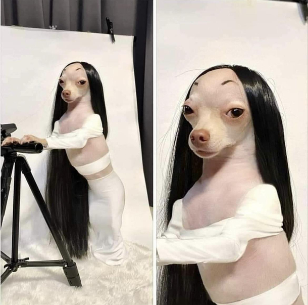 Made me do a double take cause I dont realize it was a dog at first