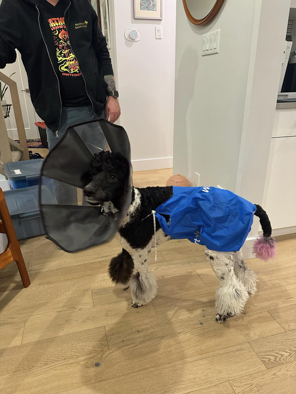 Made my dog a temporary surgical onesie from a Walmart bag lol