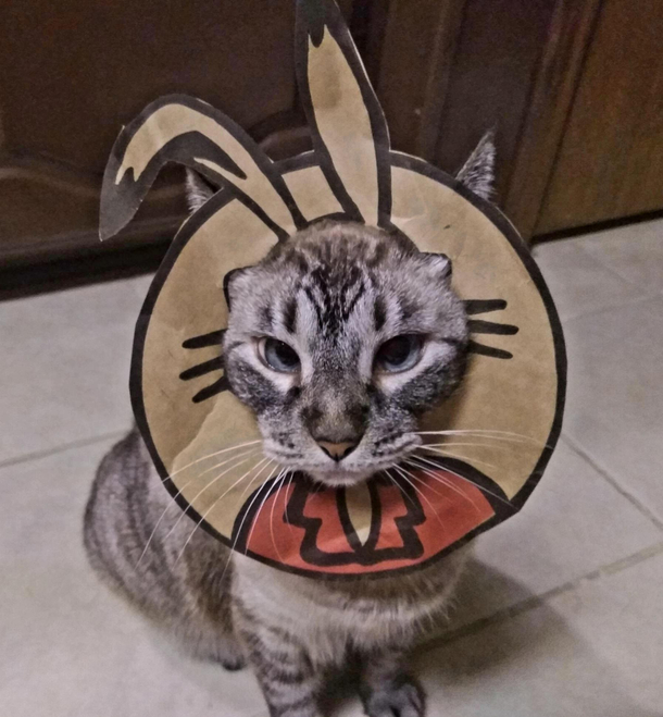 Made Tiggy a Halloween costume out of a Specs grocery bag logo 