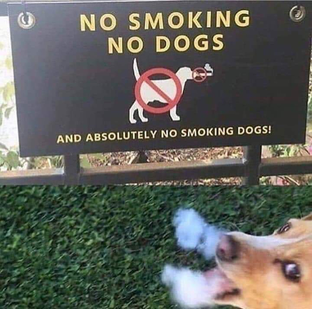 Madlad doggo