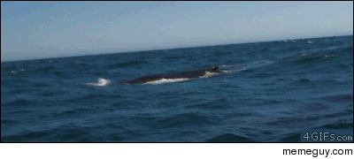 Magic whale