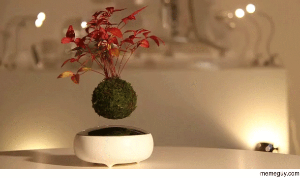 Magnetically Levitated Bonsai Plant