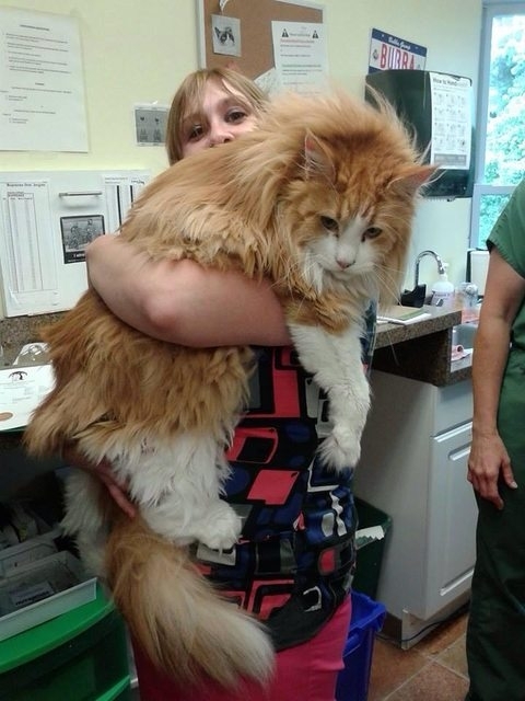 Maine coon cats