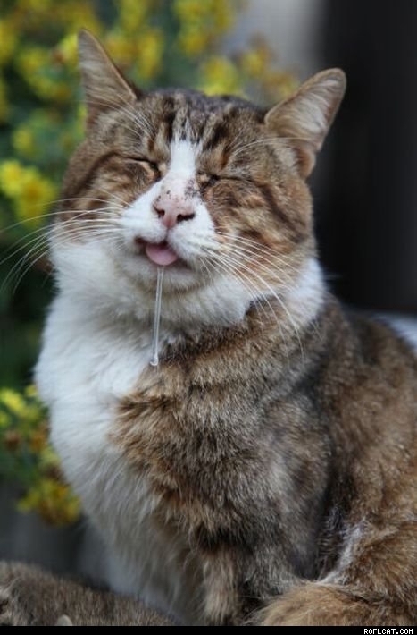 Majestic as fuck