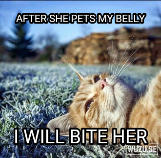 Majestic Kitty is deep