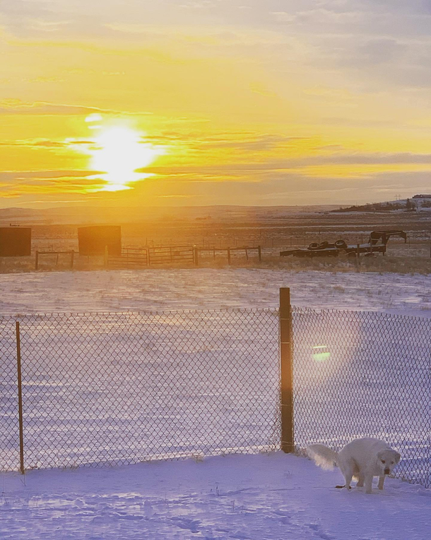Majestic snow poop