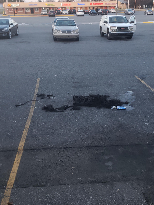 Majestic Tumbleweave caught in the wild in its natural habitat