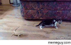Makes me wish I had a kitty