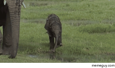 Mama elephant keeps a close watch while her baby plays