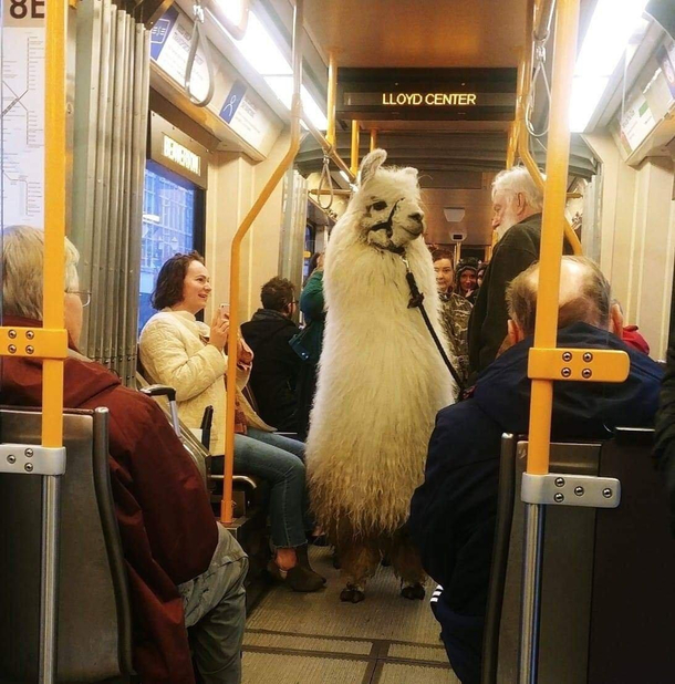 Man brings a llama into the train in Portland