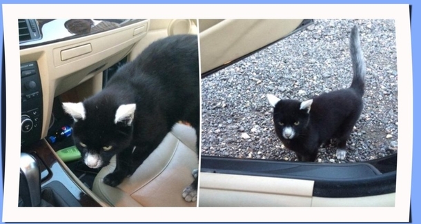 Man Is Surprisingly Greeted By a Friendly Cat with Unique Markings of Vitiligo