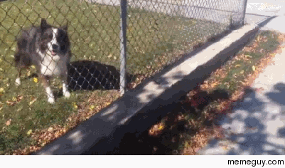 Man trying to return a dogs toy gets tricked into playing fetch