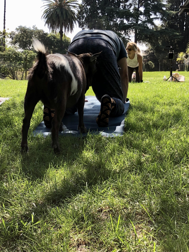 Man violated during goat yoga