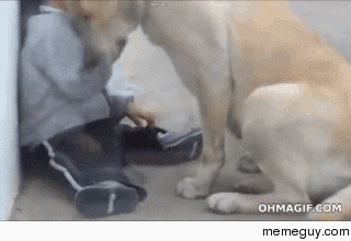 Mans best friend