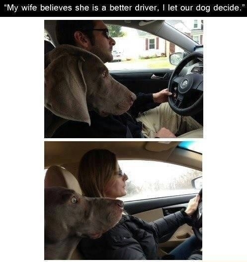 Mans best friend