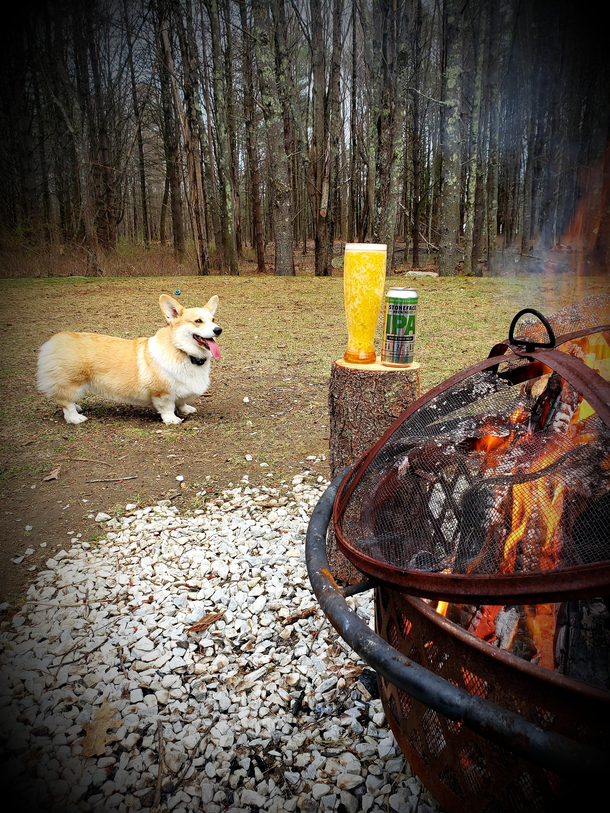 Mans best friends