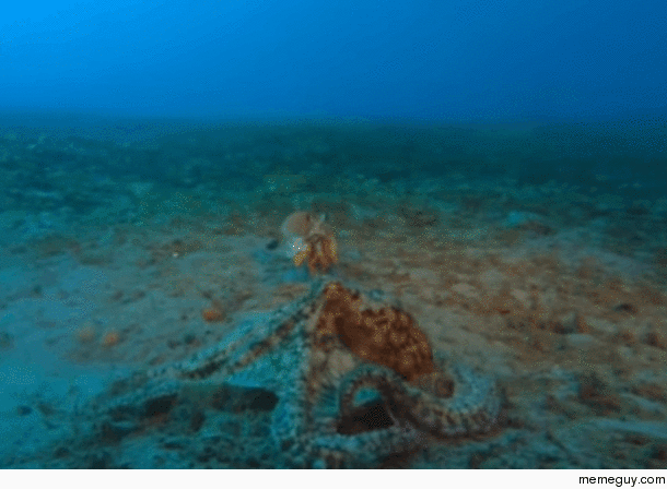 Mantis Shrimp bops Octopus