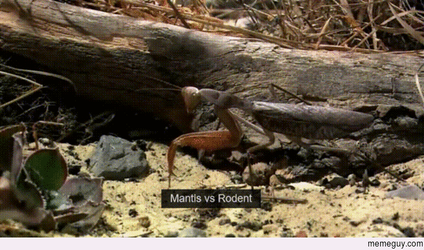 Mantis vs Rodent 
